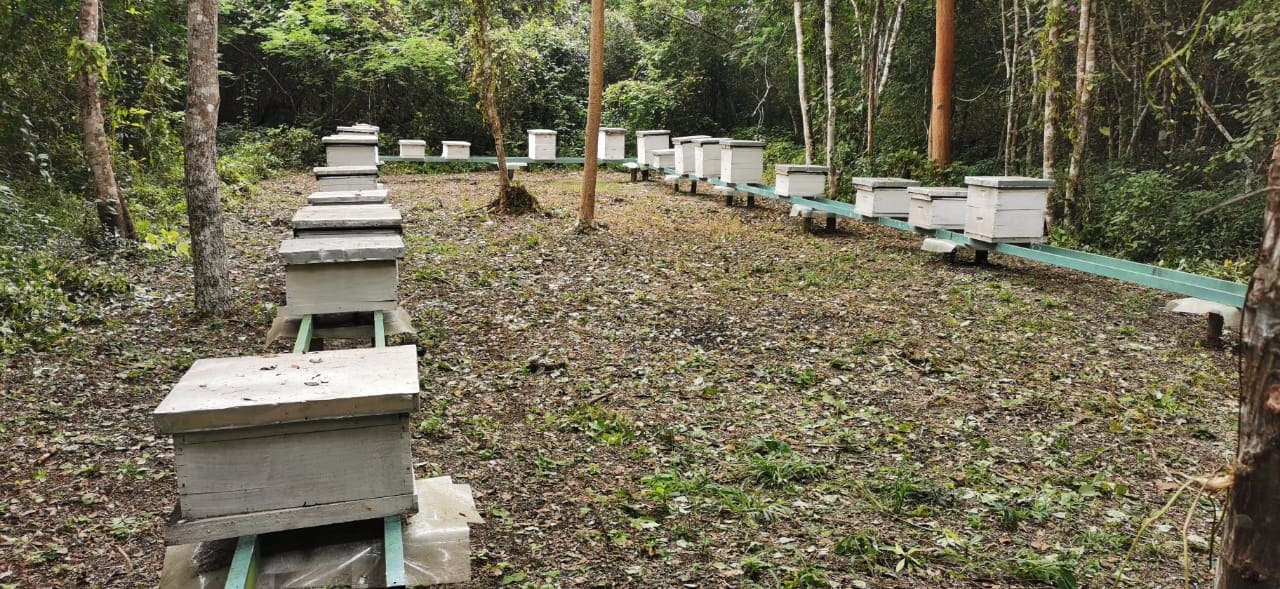 Calakmul Dic 2020