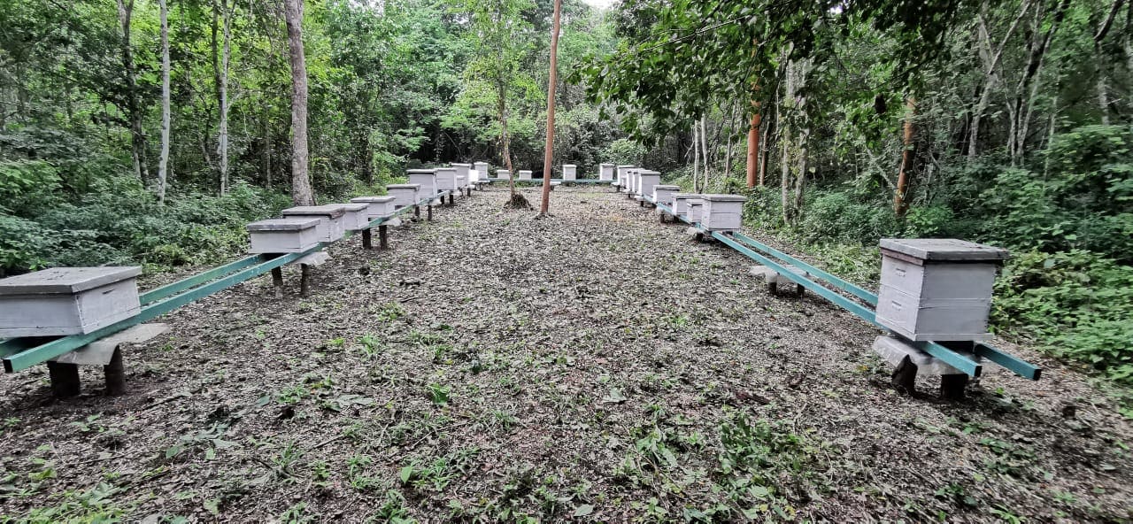 Calakmul Diciembre 2020
