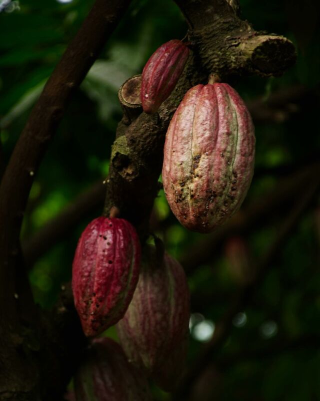 Un regalo de Quetzalcóatl 🐉☕️
¡Voltea arriba! ¿Qué es eso? Un árbol de cacao. Estos pueden llegar a medir 20 metros de altura y de sus ramas crecen frutos acorazados del tamaño de un balón de fútbol americano, donde en su interior guarda sus semillas de cacao “el oro mexicano”. Estas semillas cuentan con propiedades medicinales, antioxidantes, culinarias y nutritivas. Los aztecas creían que el cacao era un regalo enviado por el mismo Quetzalcóatl.🌱 Aprovecha todos sus beneficios en tu piel con nuestro exfoliante de MOKA
